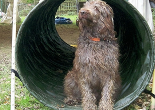 Bella - Agility for Fun - AGILITY training for dogs