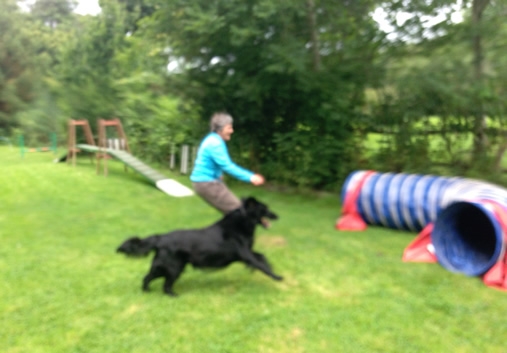 Dill - FUN ACTIVITIES WITH YOUR DOG