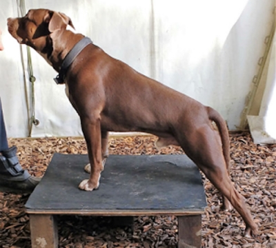 DOG PHYSICAL THERAPY