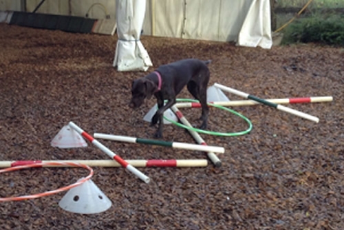 REHABILITATION MASSAGE FOR DOGS after or during vet treatment
