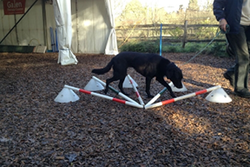Help your dog with CANINE PHYSICAL THERAPY