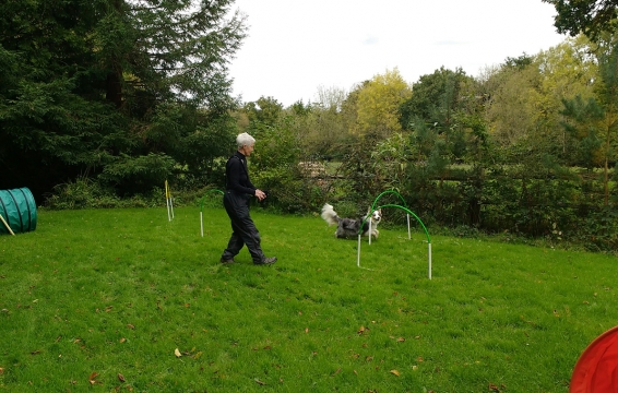 Hoopers for fun - DOG and Puppy TRAINING classes