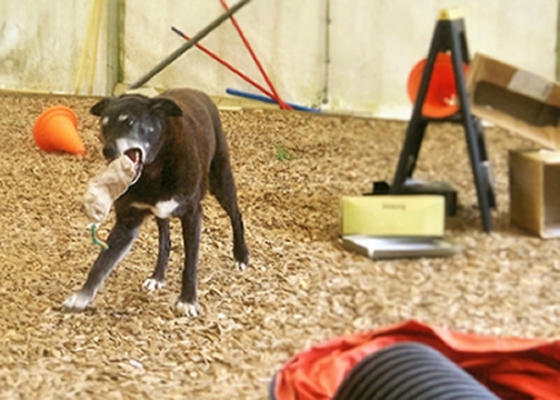 Honey - FUN ACTIVITIES WITH YOUR DOG
