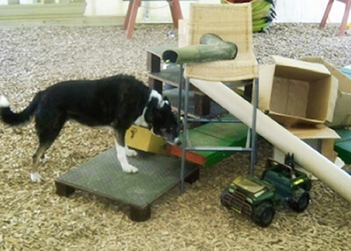 Floss - SCENT WORK and training FOR DOGS