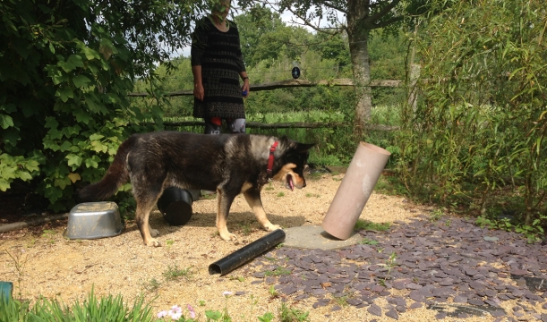 SENSORY/SCENT - MAINTAINING A DOG'S MOBILITY