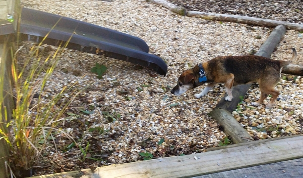 SENSORY/SCENT - IMPROVING PERFORMANCE of your dog