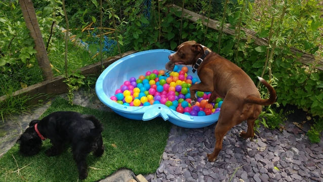SENSORY/SCENT - IMPROVING A DOG'S STRENGTH, BALANCE and FLEXIBILITY