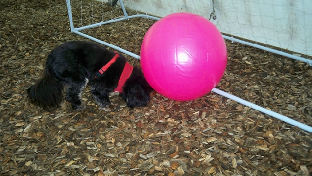 Pebbles - TREIBALL - FUN ACTIVITIES WITH YOUR DOG