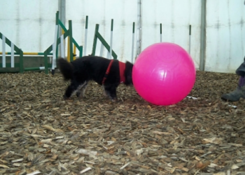 Pebbles - TREIBALL - Train your puppy for a happy life