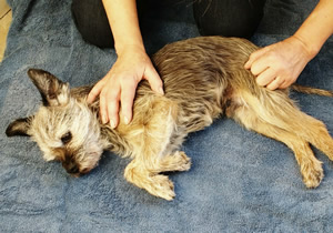 Help your dog with CANINE PHYSICAL MASSAGE THERAPY