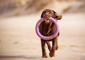 PUPPY SCHOOL. Train your puppy for a happy life