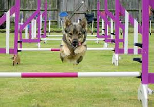 AGILITY training for Dogs