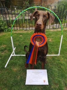 Photo of Hugo with Bronze rosette